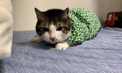 Featured image of post AlertmanagerからGmailを使って通知するようにした
