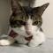 OpenSSLでデジタル証明書を試す
