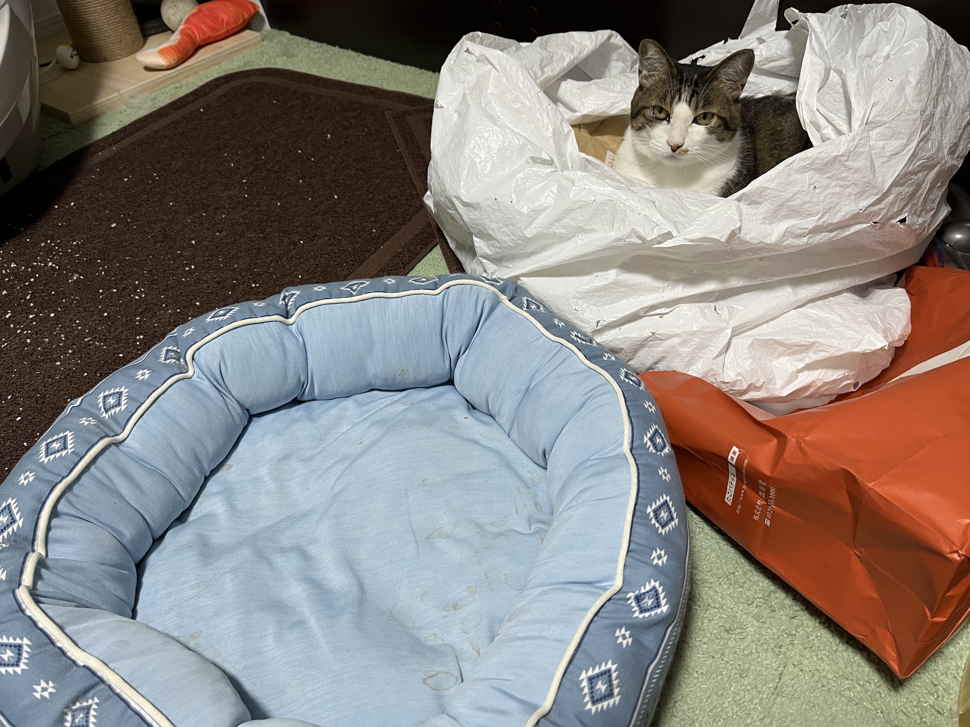 猫用ベッドより袋がいい