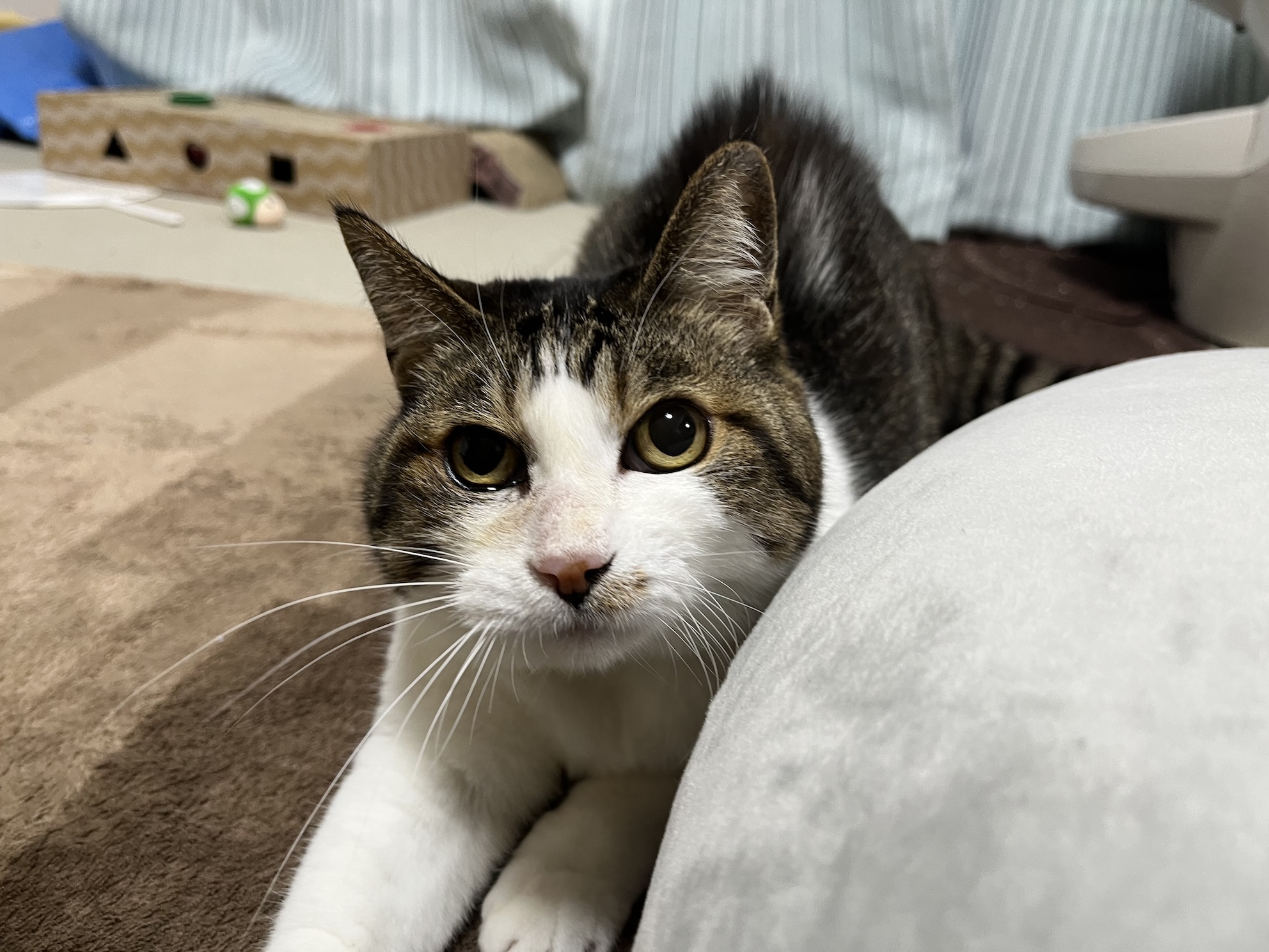 しもべの心配をよそに遊びまわるねこ