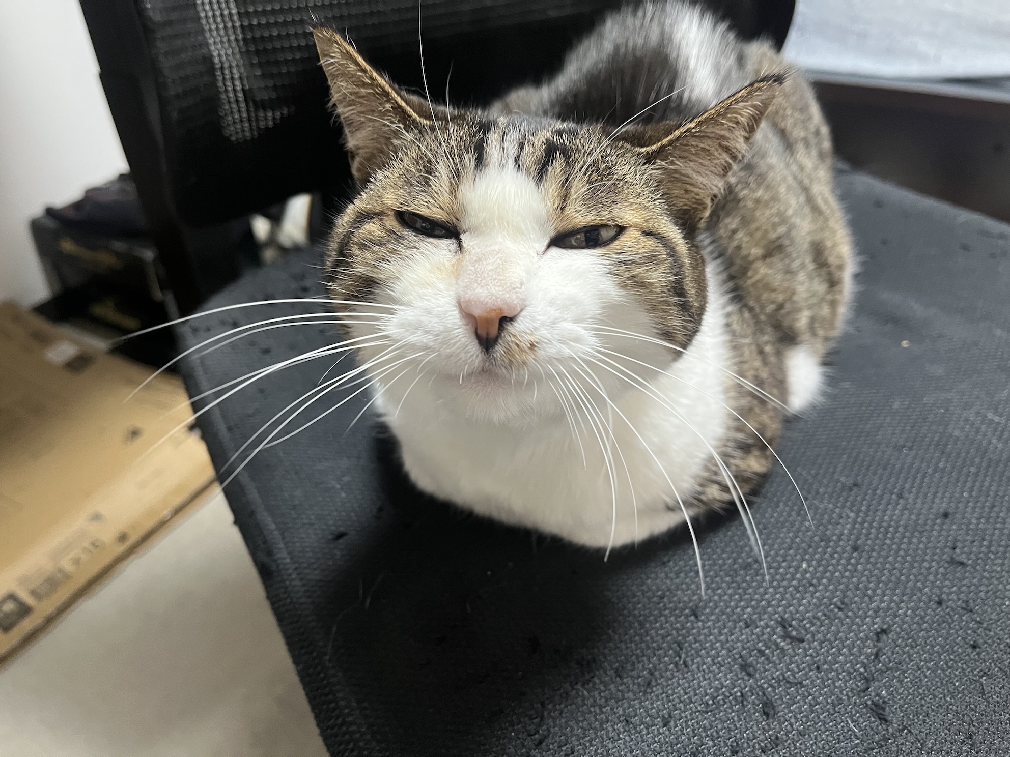 嫌そうな顔