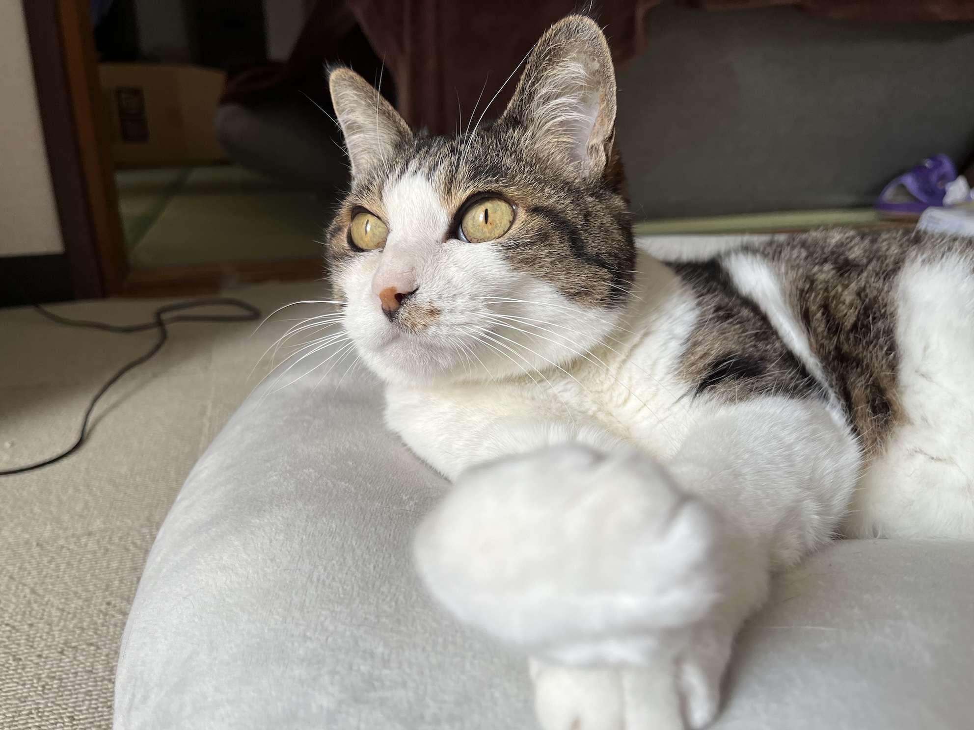 たまに見せる野生の名残にドキッとしちゃうね クッションでだらけてなければ…