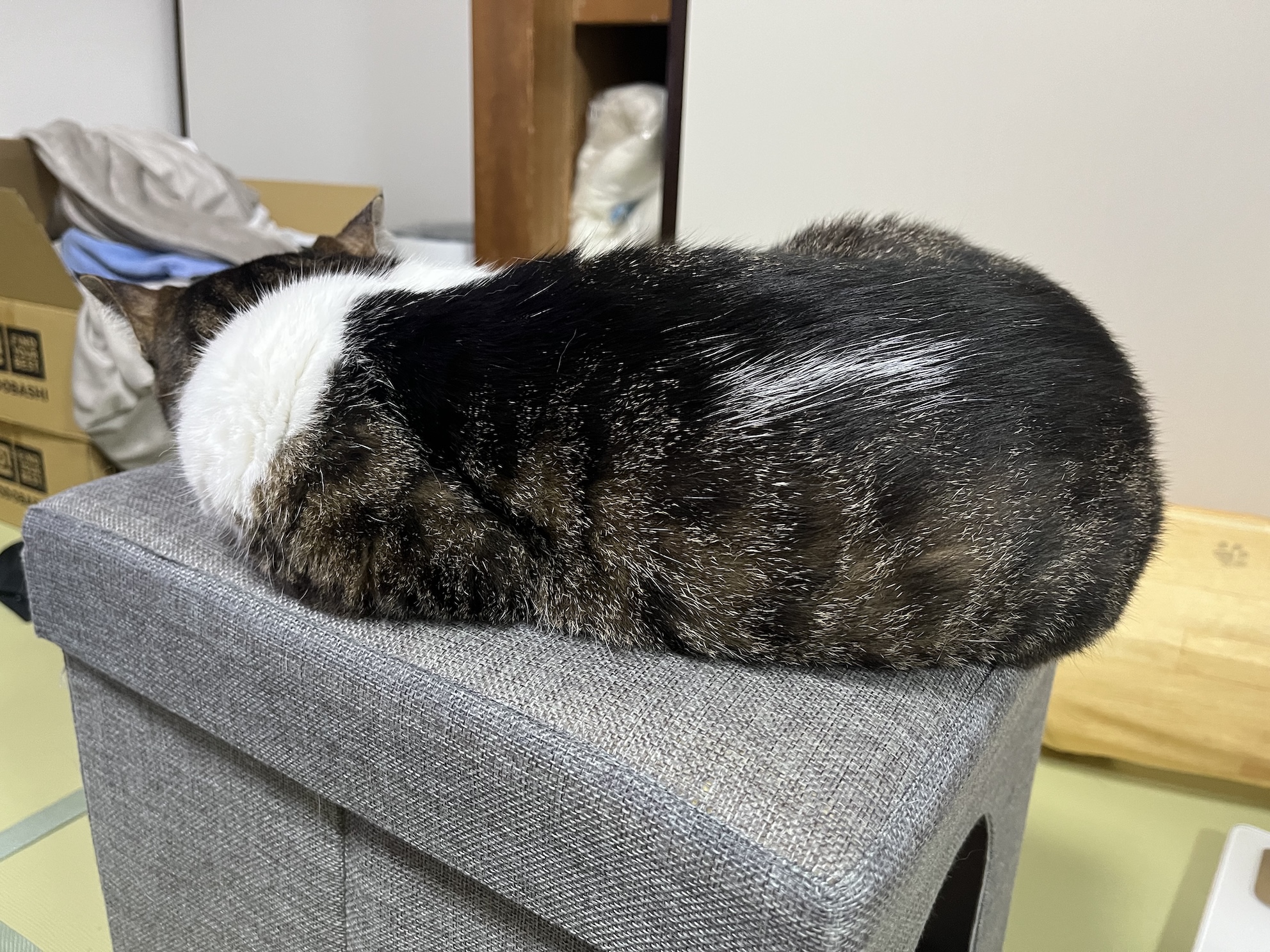いじけるとナマコみたいになるねこ