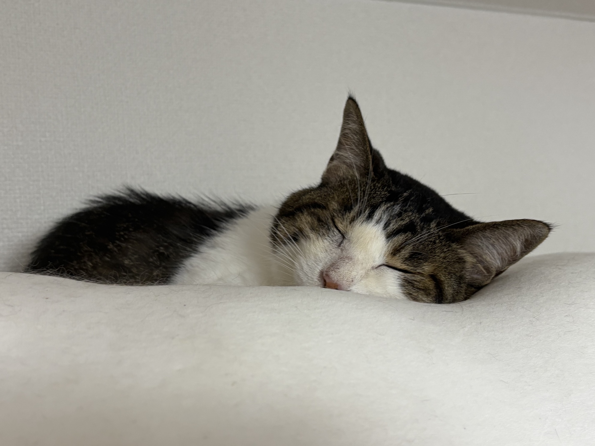 綿を補充したしろたんに慣れ始めたねこ