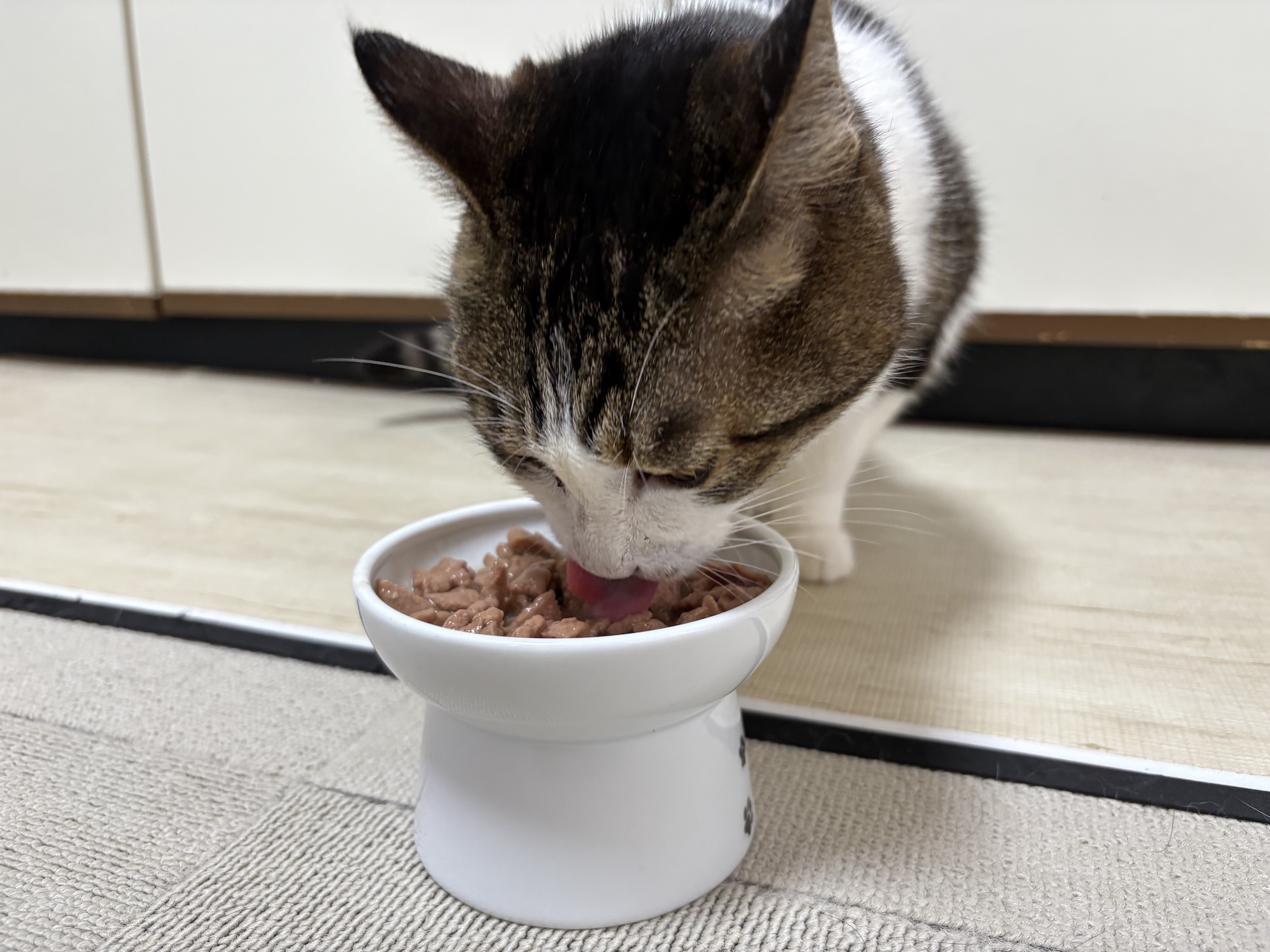 同じロイヤルカナンだけど食べる日もある