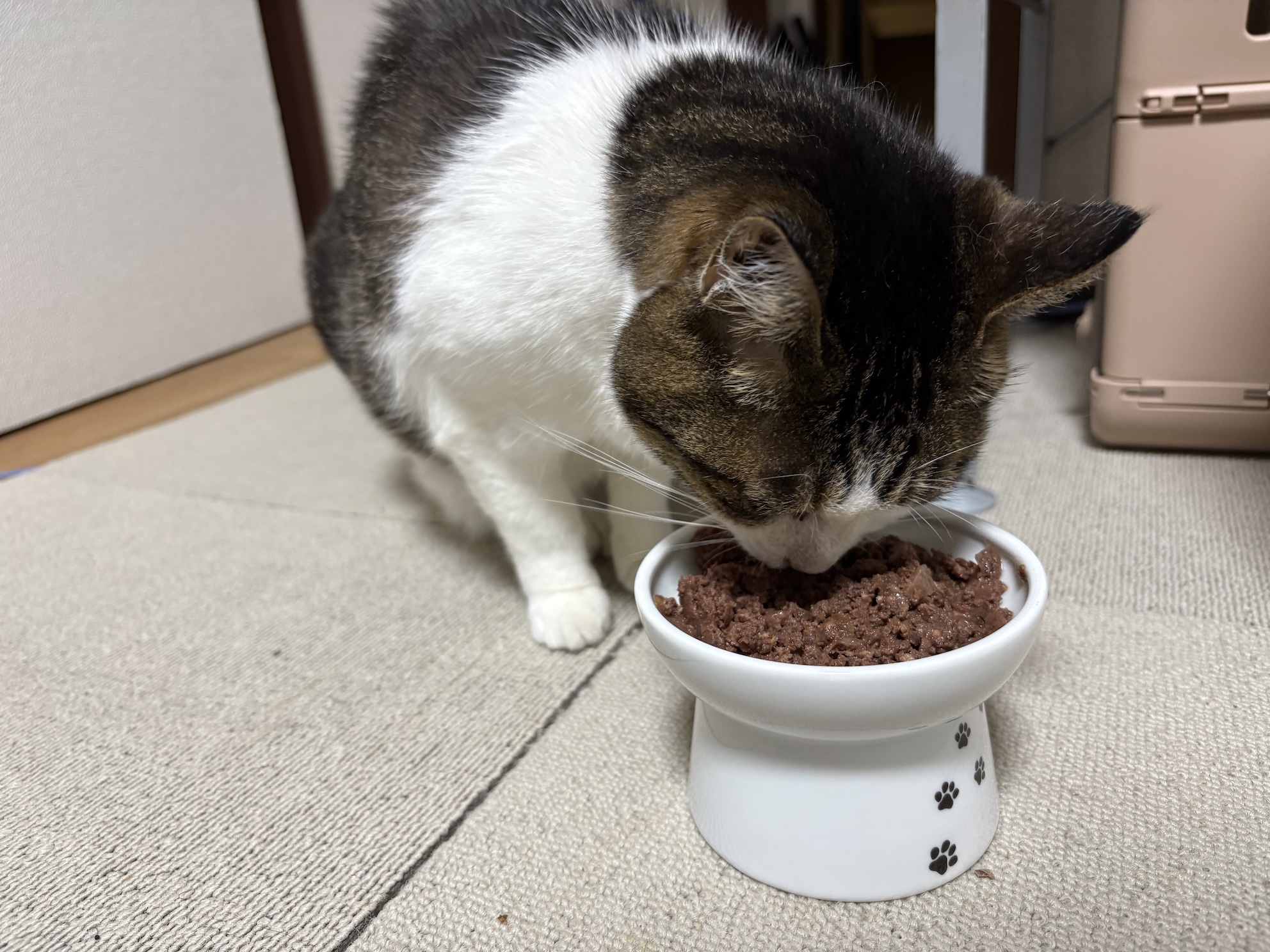 開き直って昔食べなくなった黒缶をあげたら食べた どういうこと