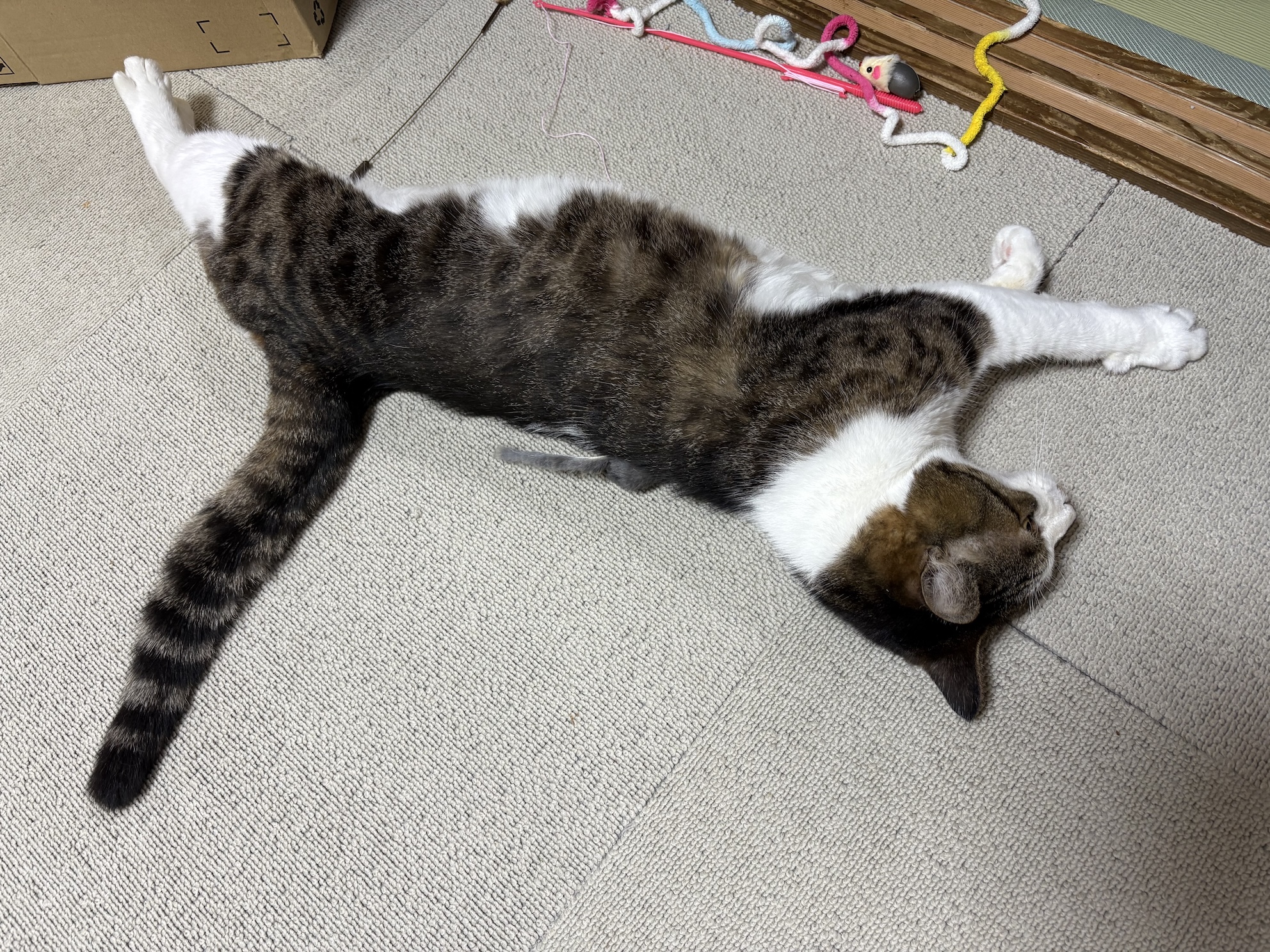 居間にもおちてる