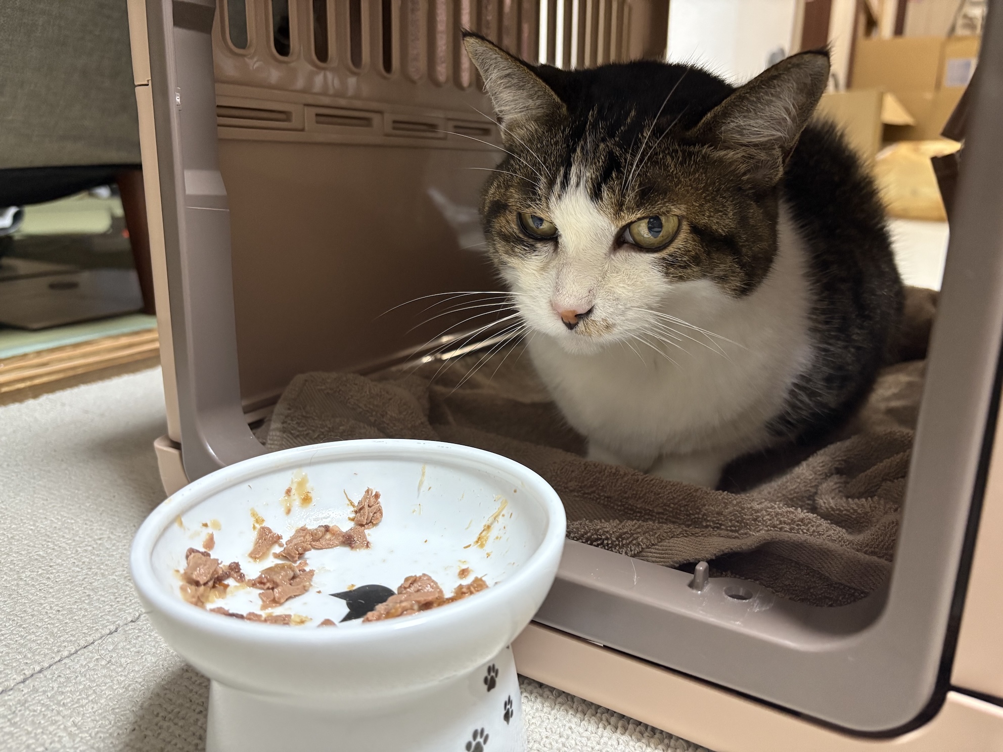 総合栄養食も食べられるじゃん えらい