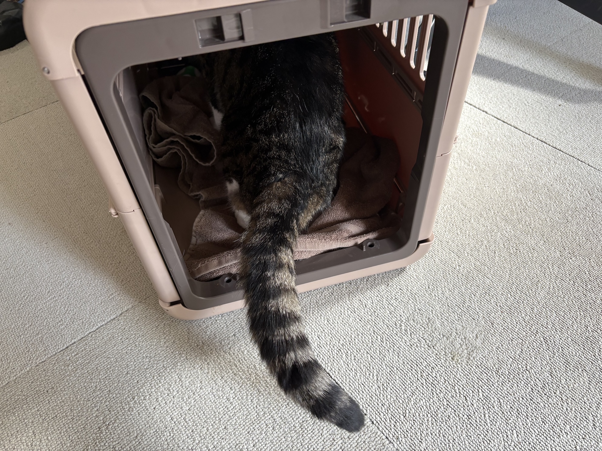 キャリーバッグが好きなのは毎回助かっちゃうなあ