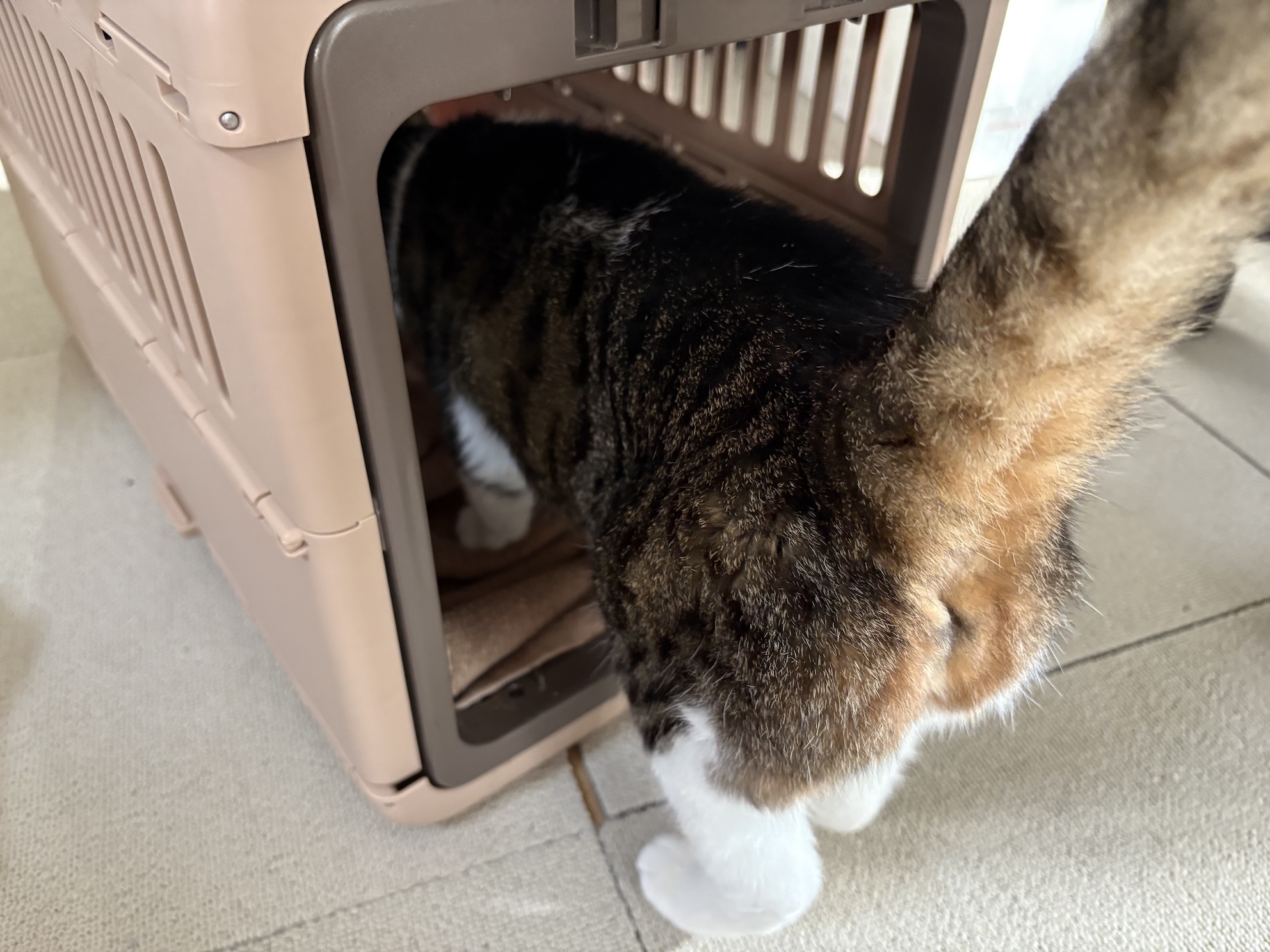 病院に行く時だけは元気なんだよな