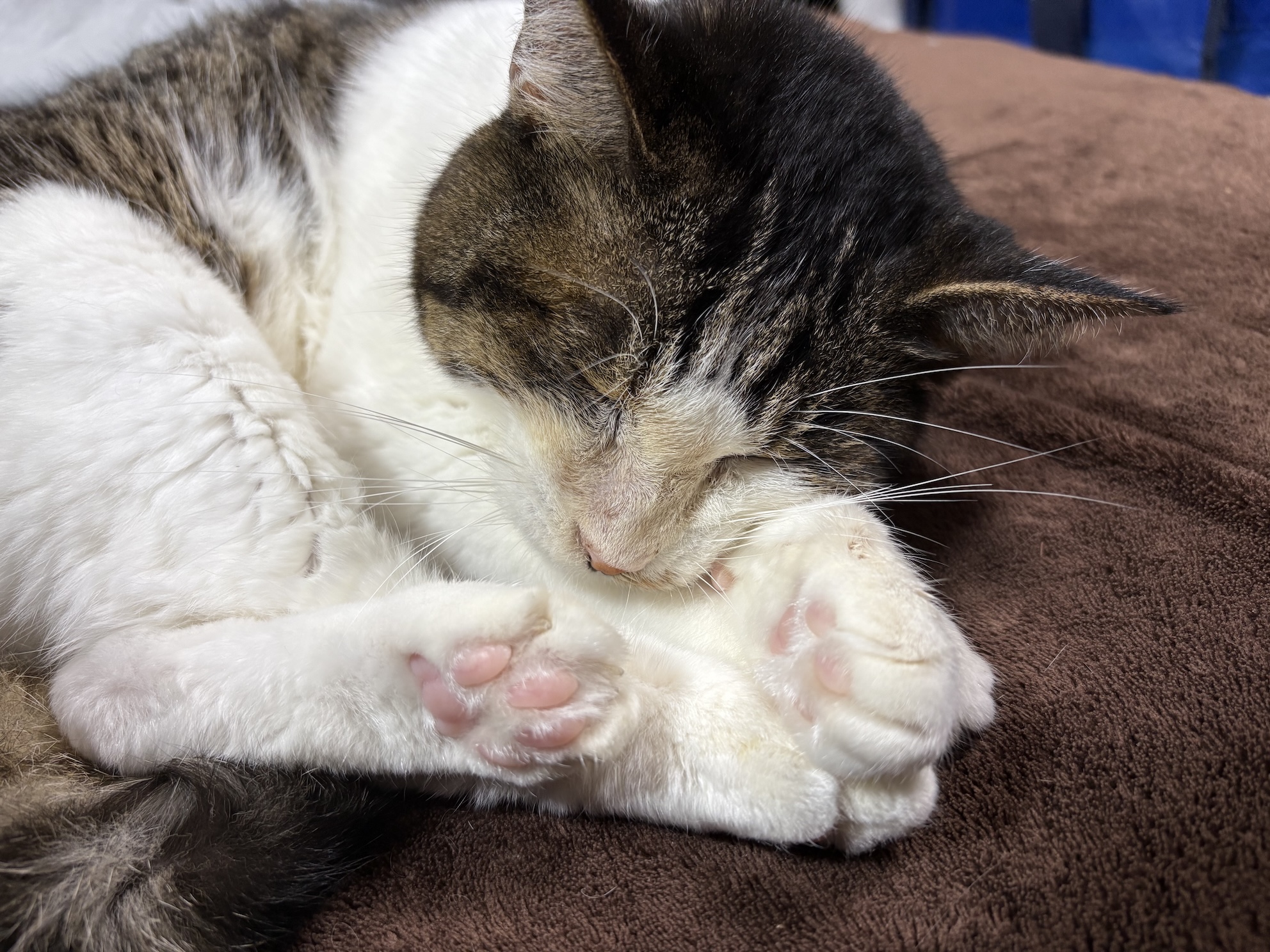 ピンク肉球ガン見せねこ