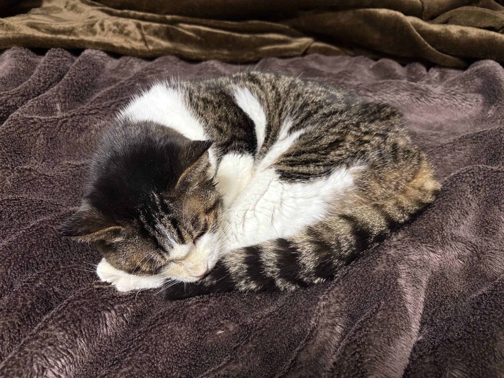 毛布大好きねこ