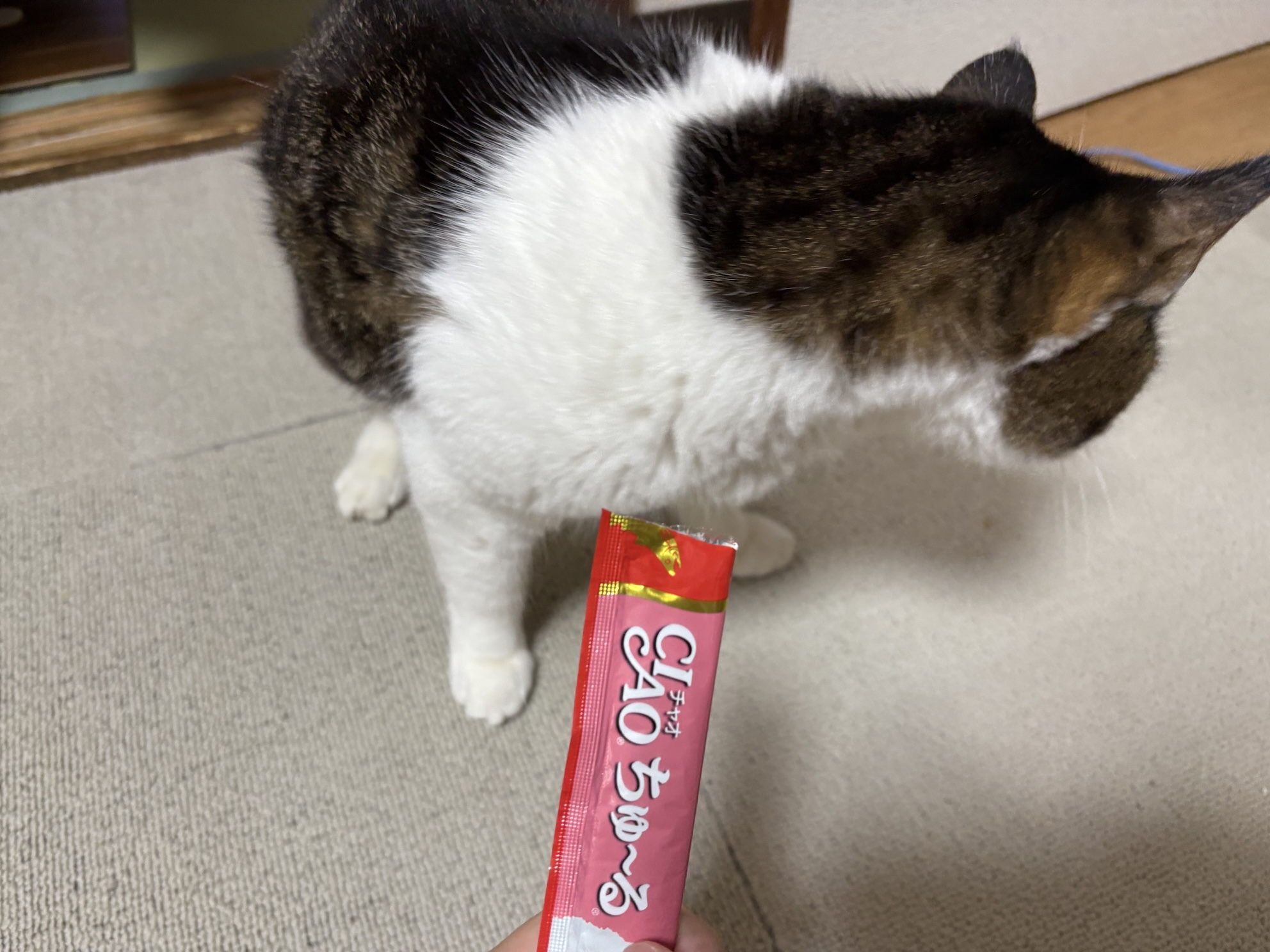 ちゅーるも拒否