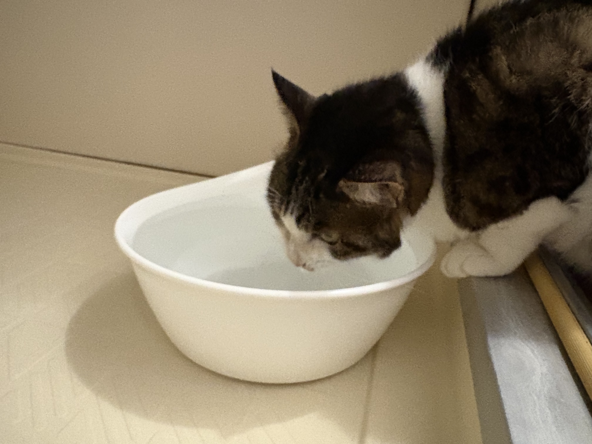 なぜか風呂場のお水をご所望