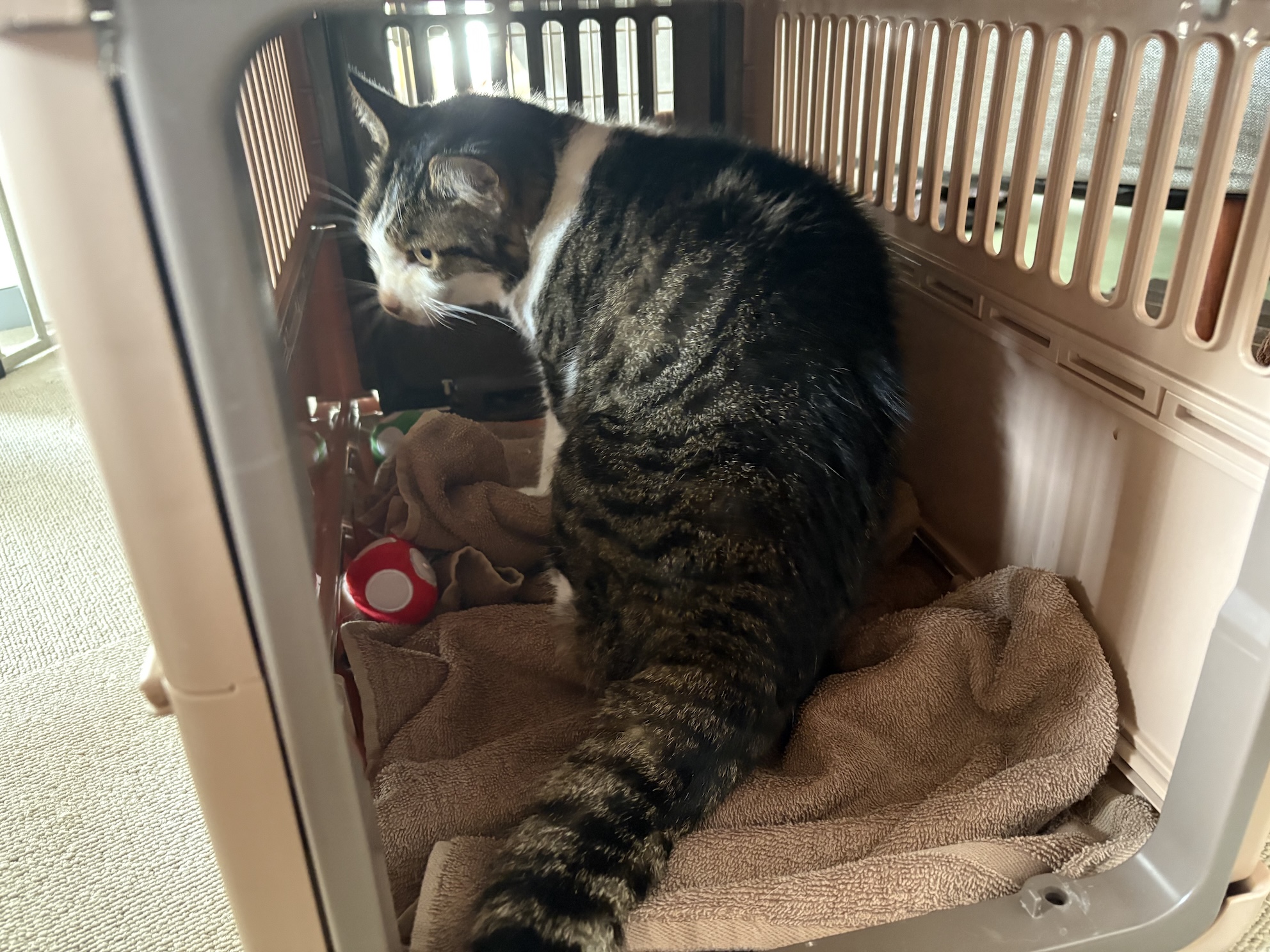 やっぱりキャリーバッグには自分から入る