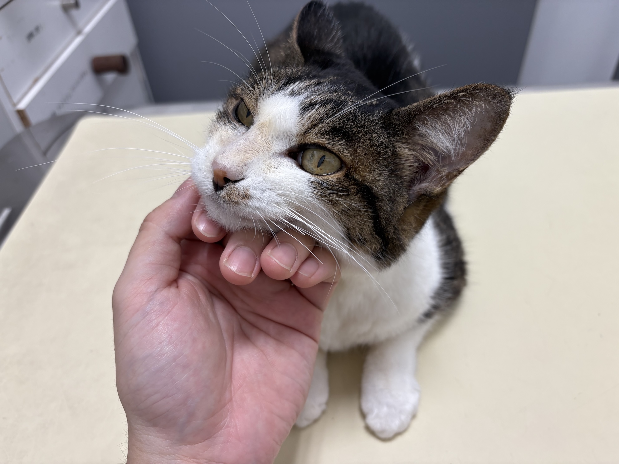 こんな感じの姿勢 実際は頭の後ろから手を入れて指で無理やり口を開く