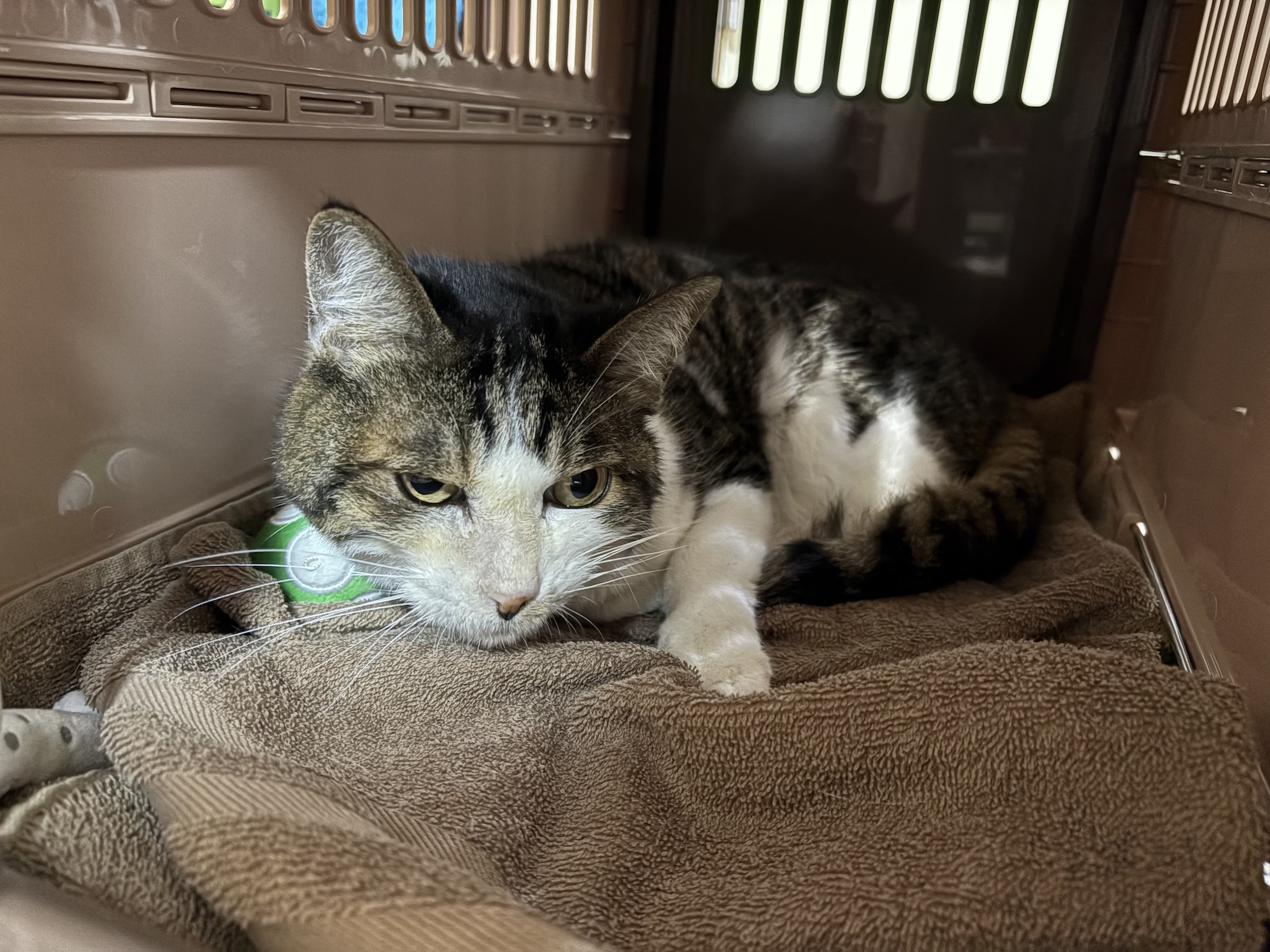 珍しくキャリーに入るの渋った