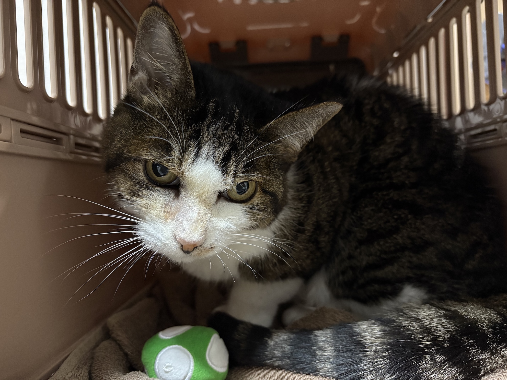 がんばりましょう…