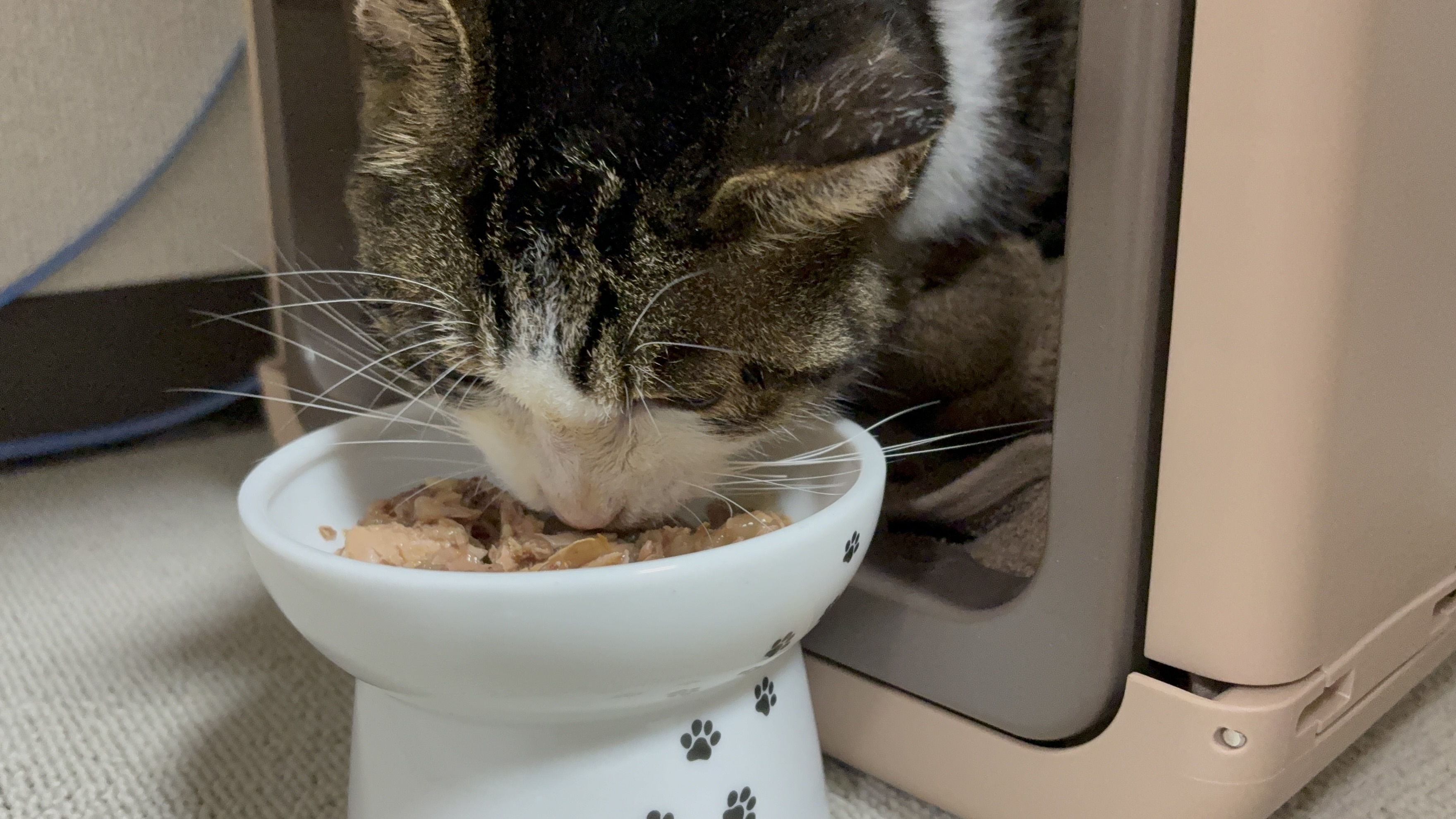 めっちゃ食うじゃん