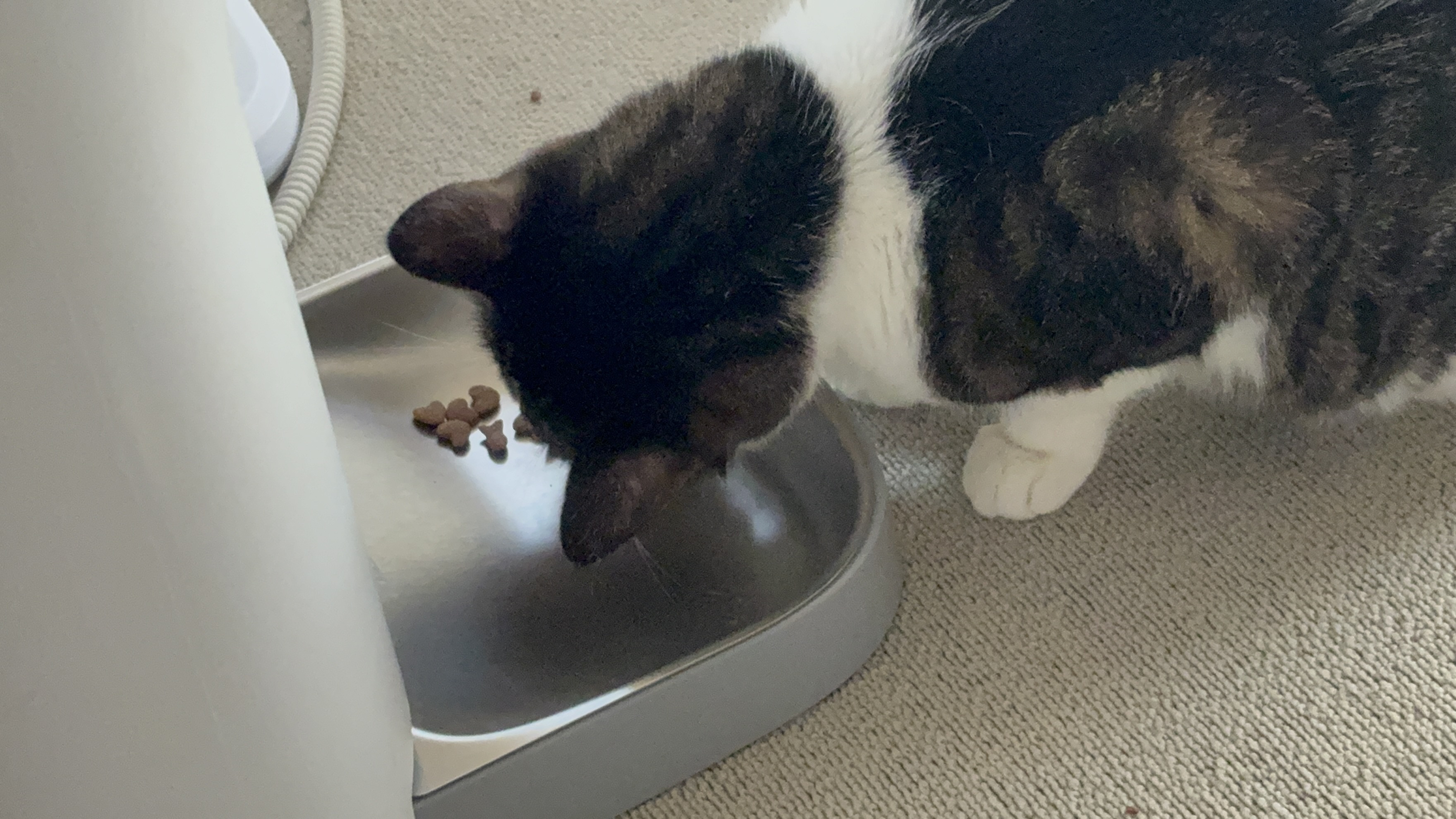 たまにドライフードも食べちゃう