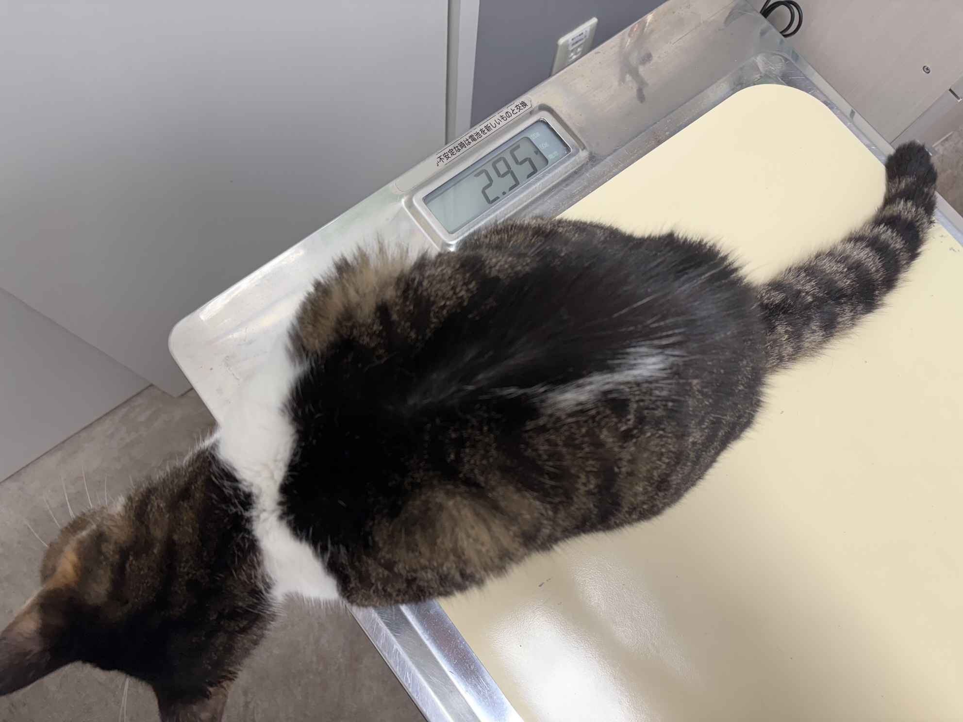 体重増えた うれしいね