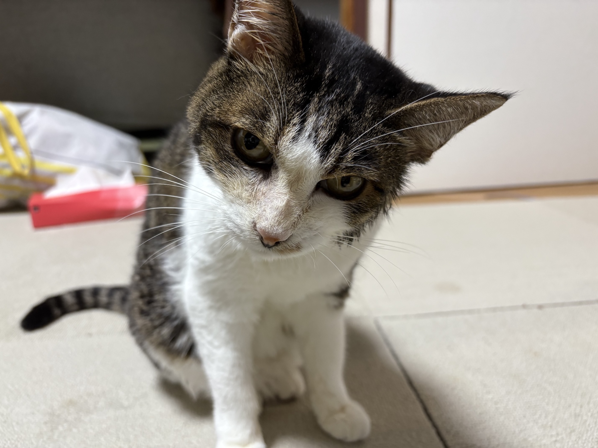 首がやっぱり傾いちゃう