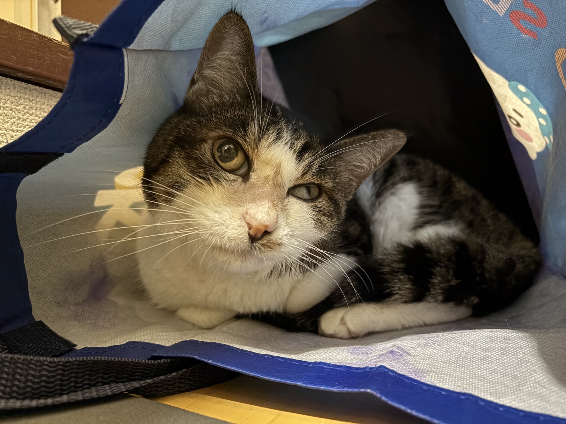 過去最大級に右目がぱっちり