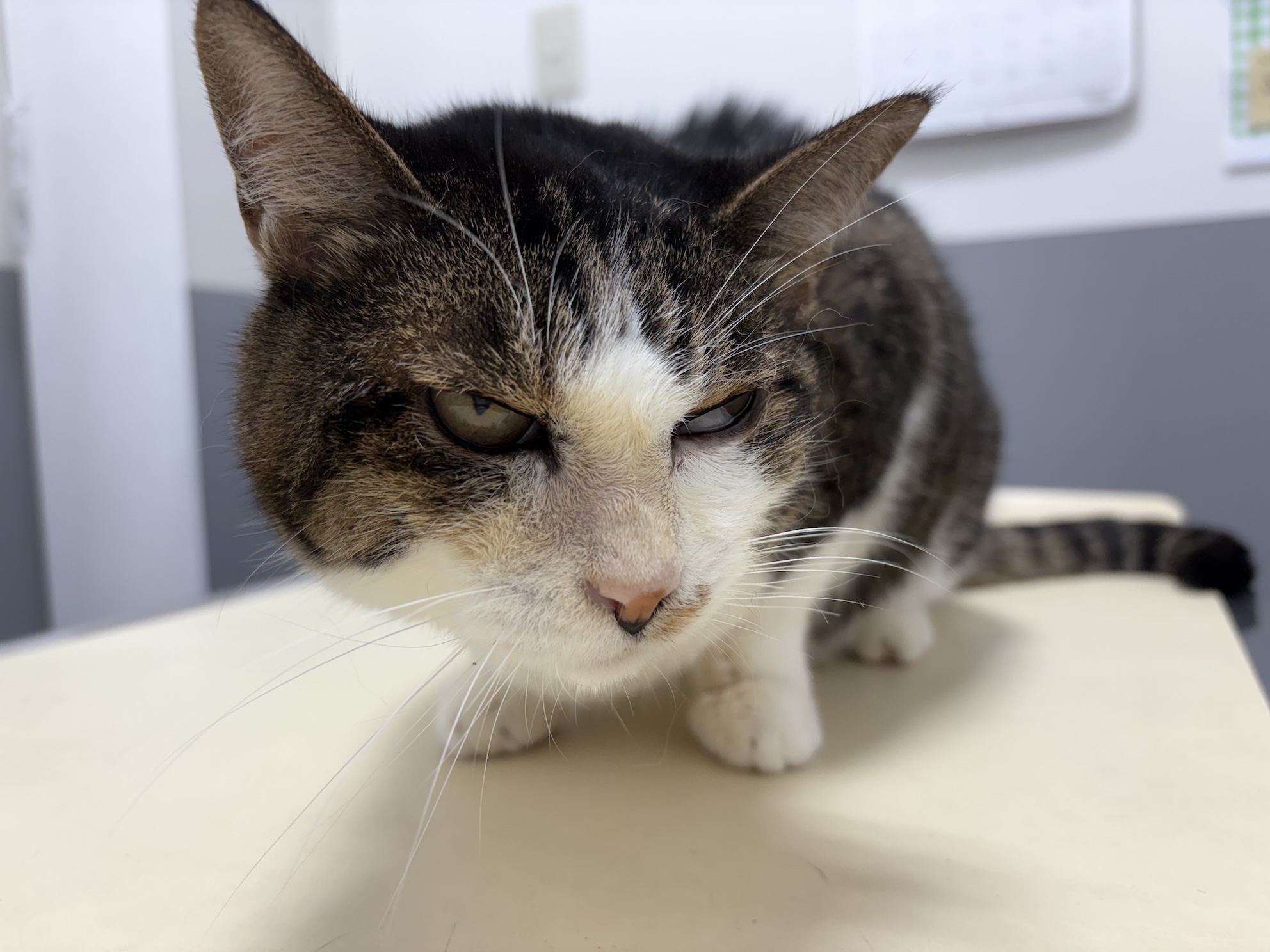 やっぱり症状が改善しないし、少し元気がなくなってきた