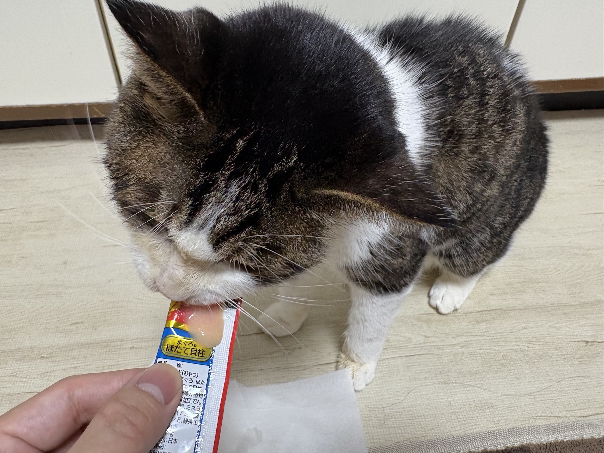 毎日ちゅーる食べ放題