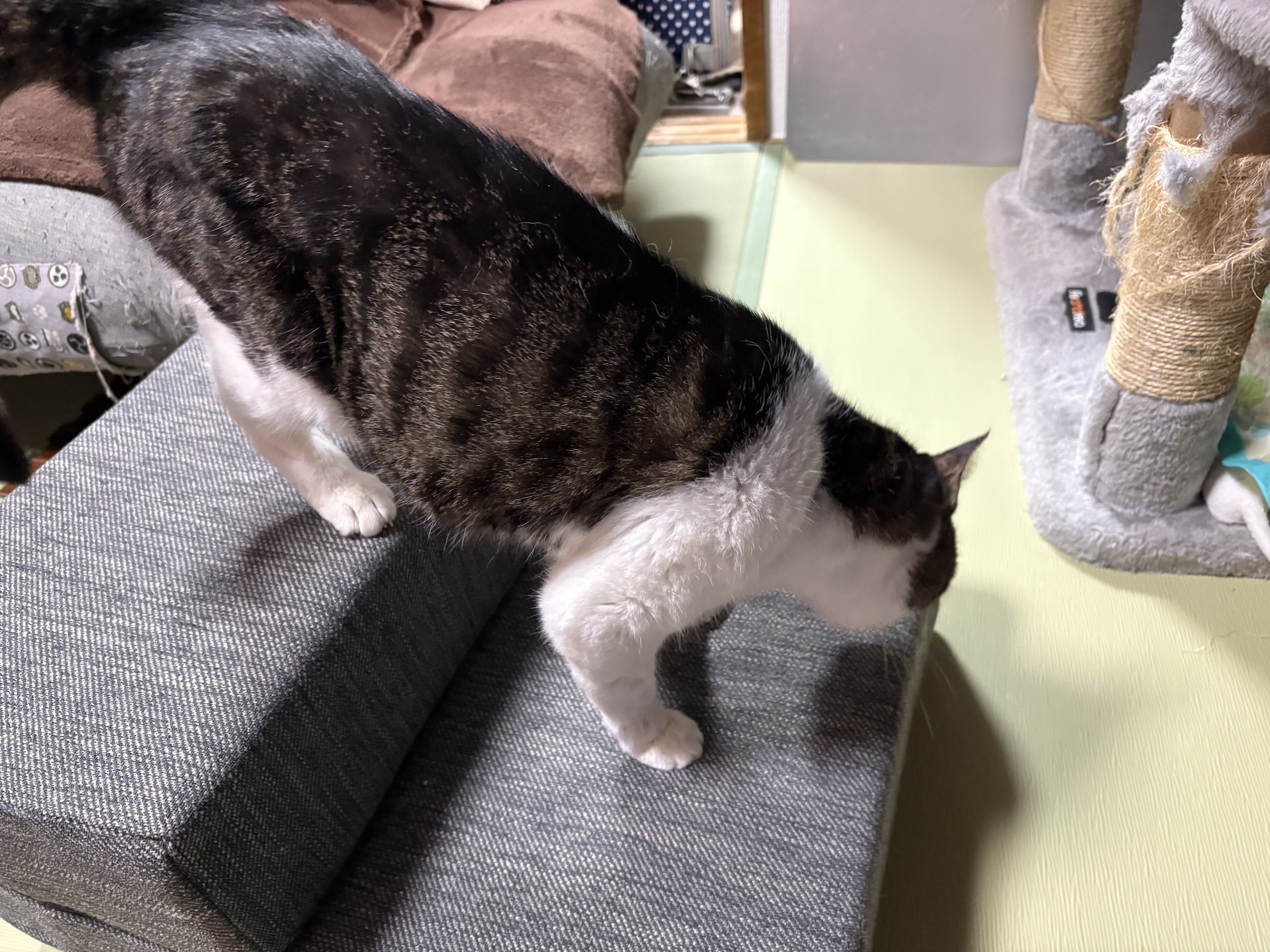 大好きなソファに登れるようにステップを置いた