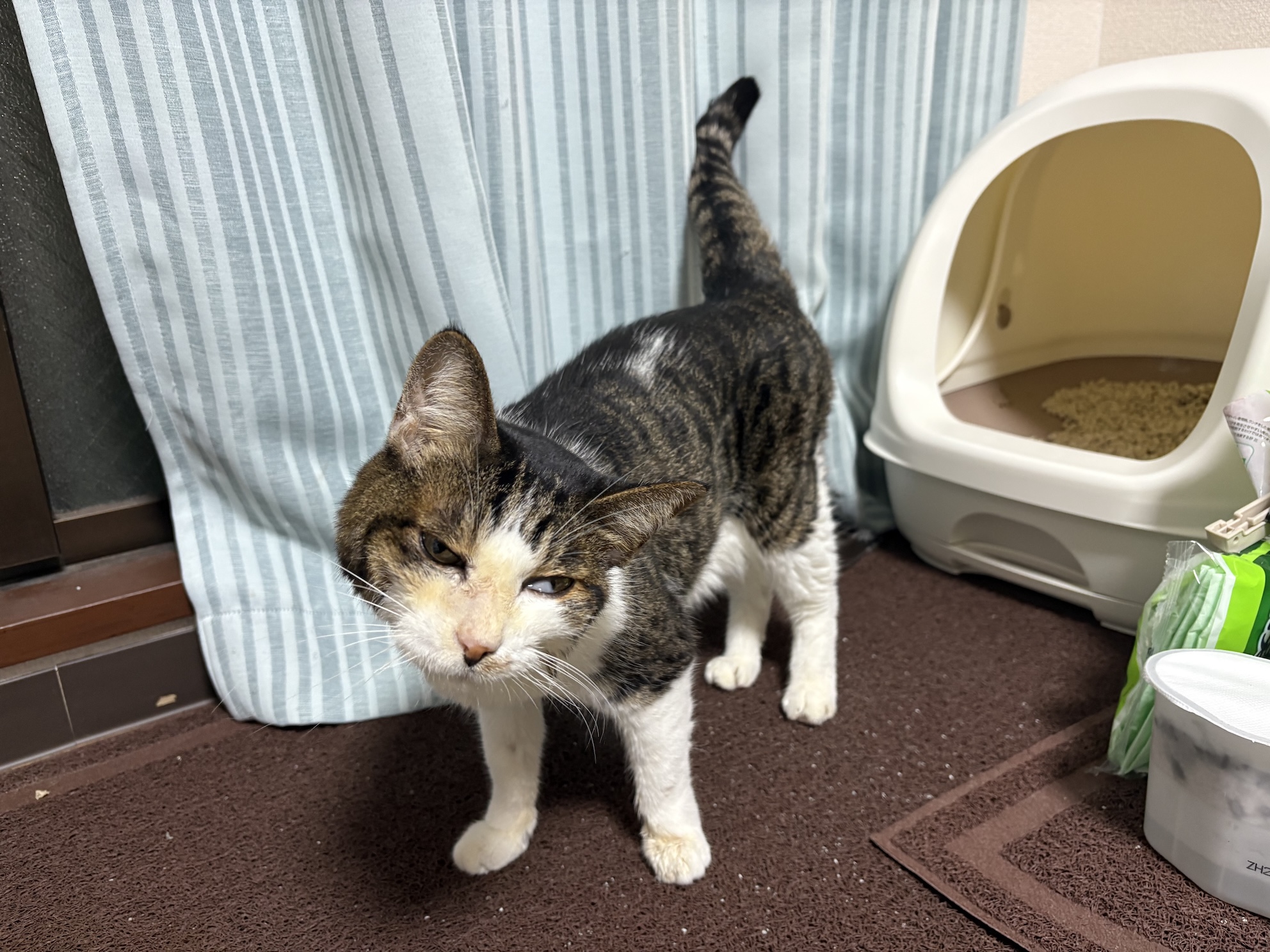 うんちしてめっちゃ褒められてとくいげ