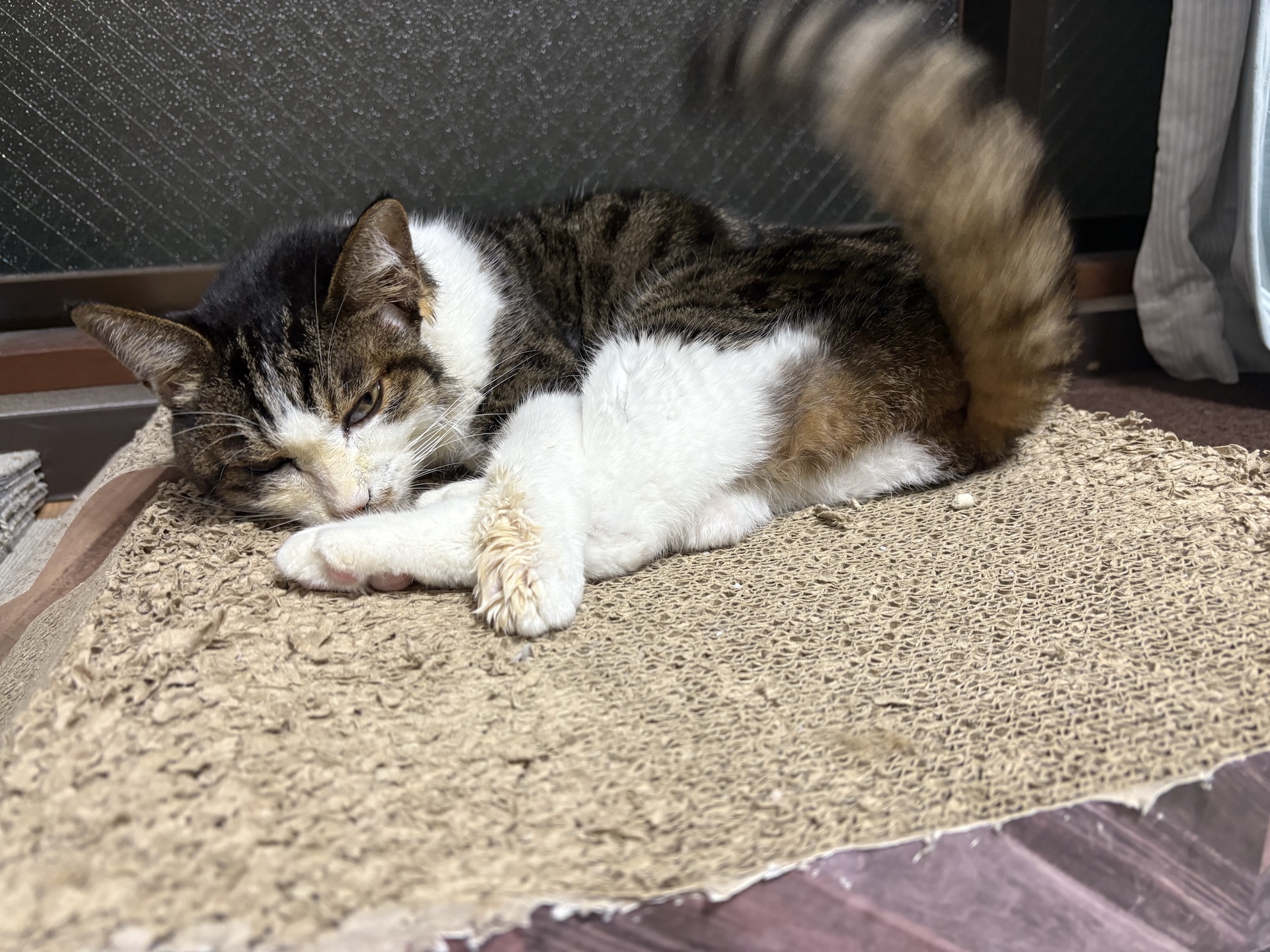 しっぽビタンビタン