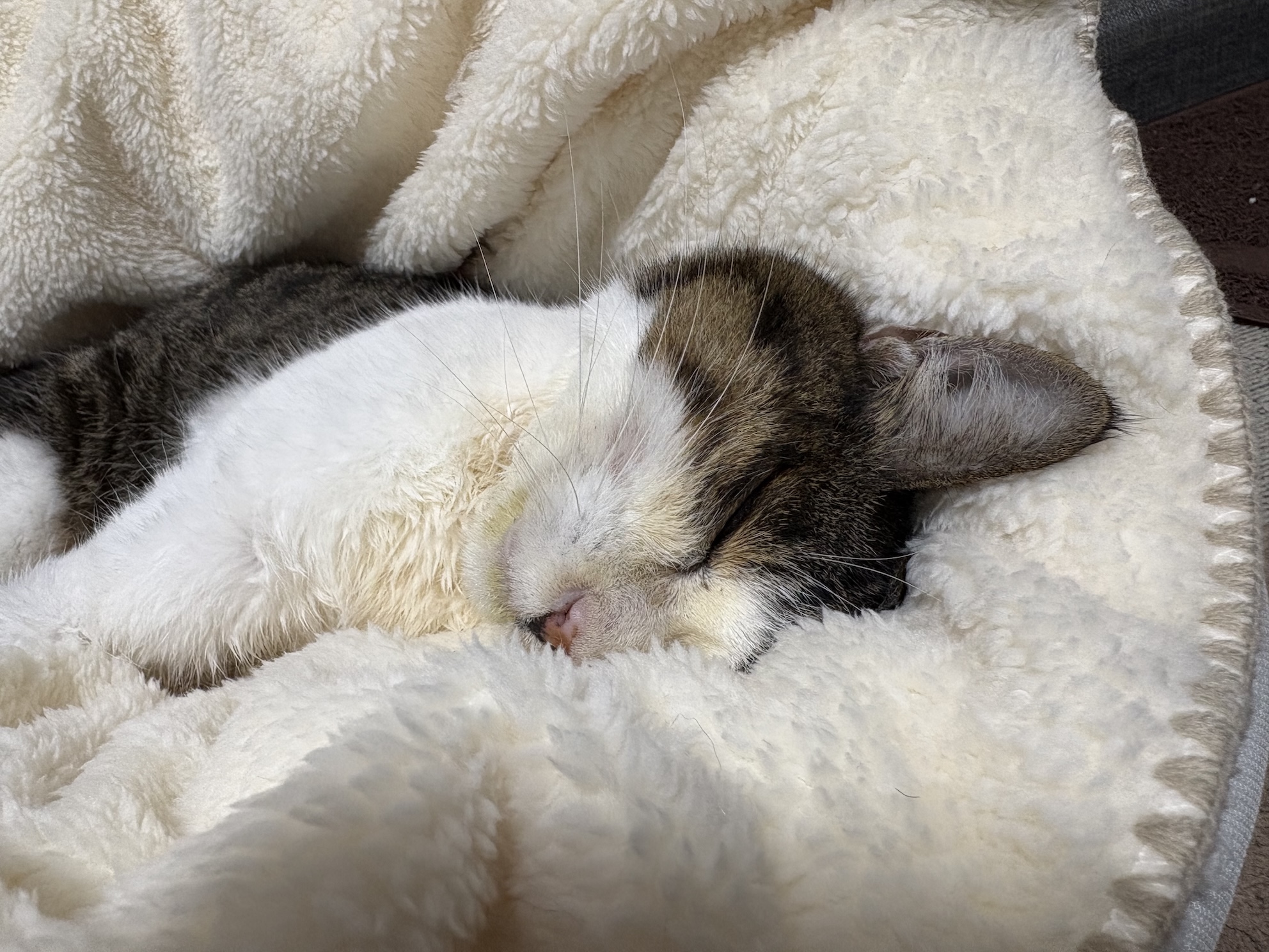 ふわふわのベッド