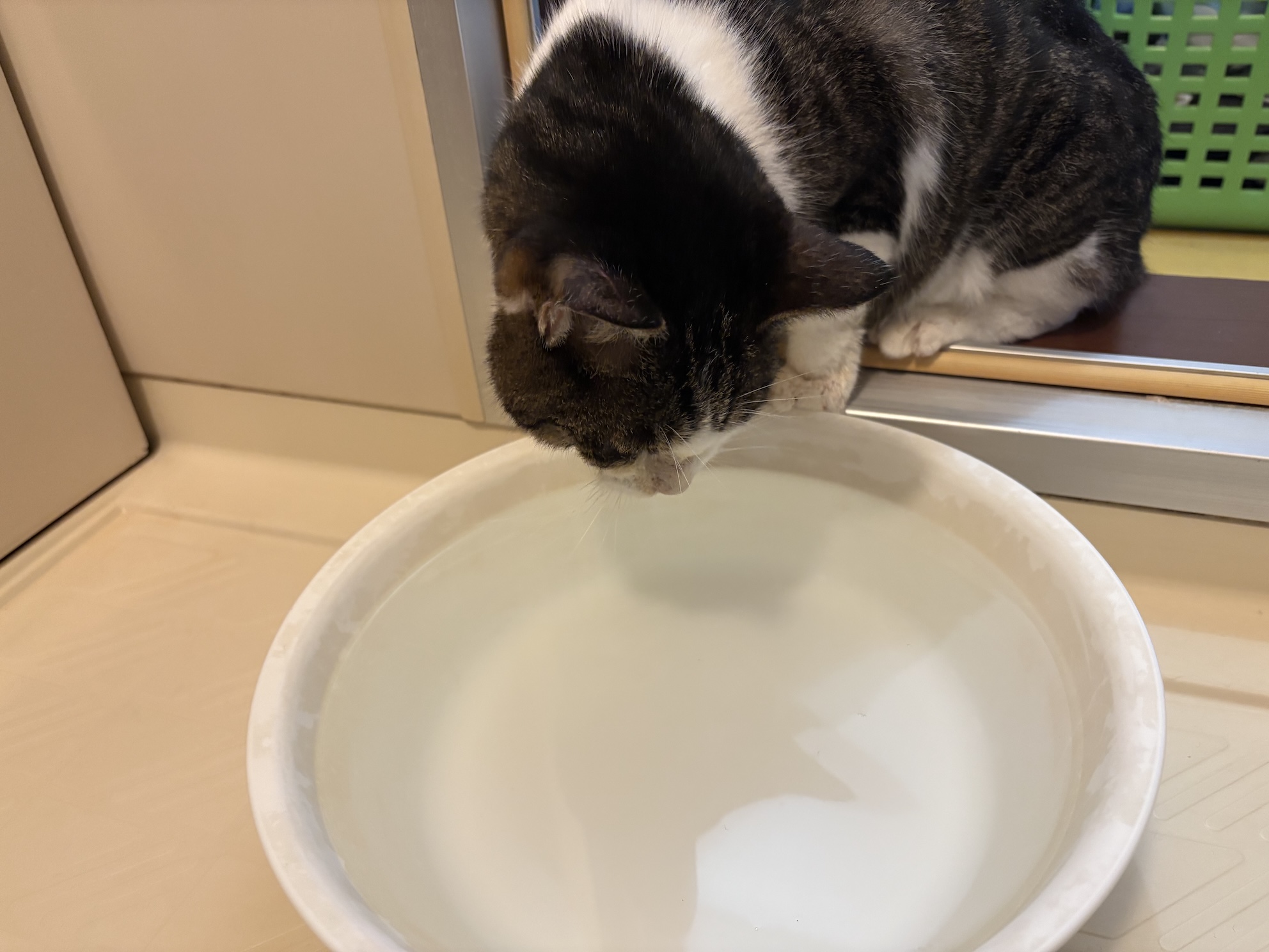 お水飲むのとくい