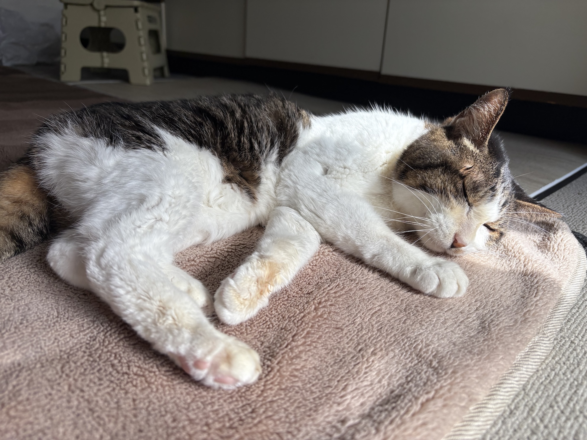 大好きなホットカーペットでひなたぼっこ