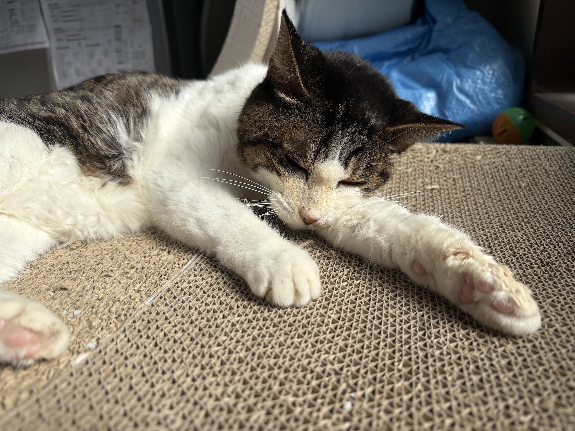 バリバリベッドも大好き