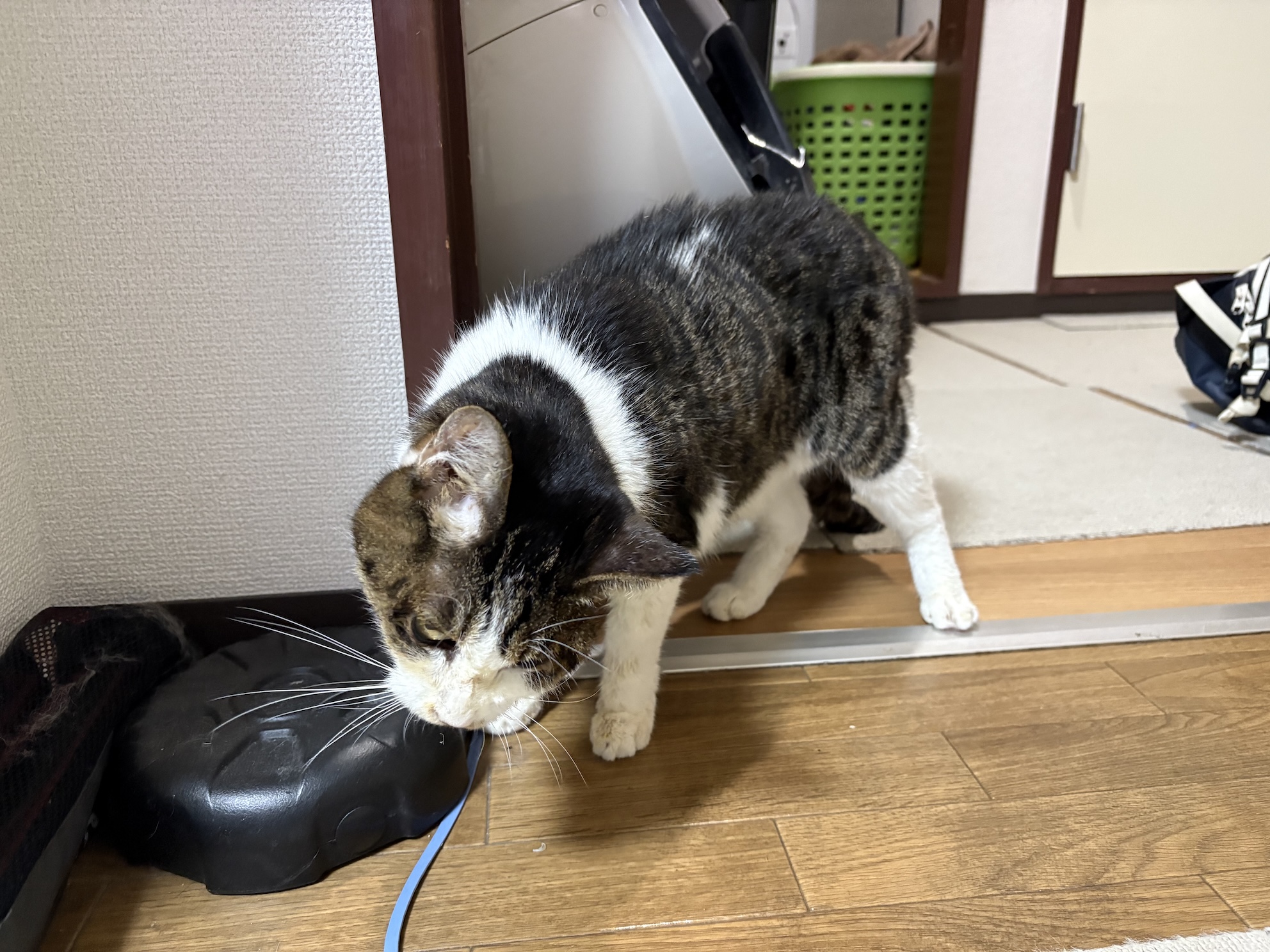 うろうろしだした